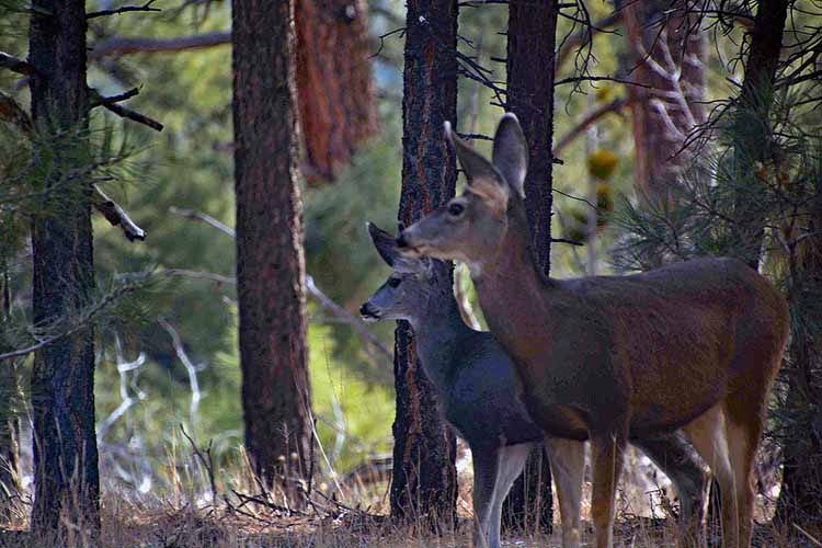 deer along east rim